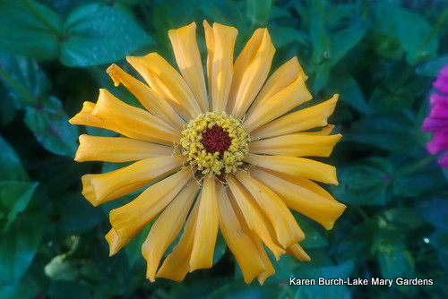 Yellow Shaded Cactus Zinnia