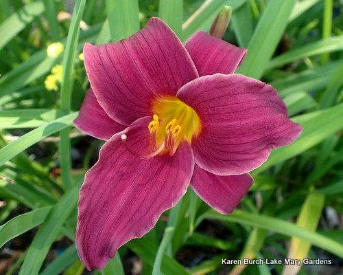 Wine Red daylily
