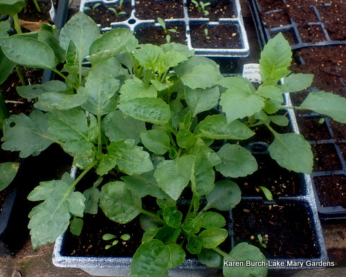 Dahlia seedlings