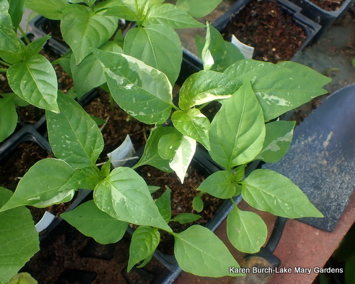 Candy Cane Variegated Peppers