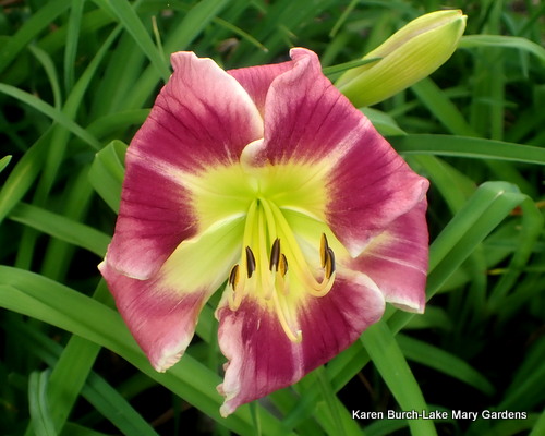 Tuscawilla Snowdrift x Unknown Daylily