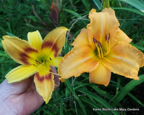 Wilson's Yellow x Tuscawilla Snowdrift