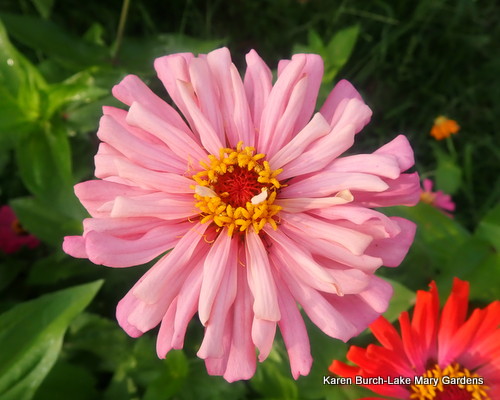 Light Pink Cactus Zinnia