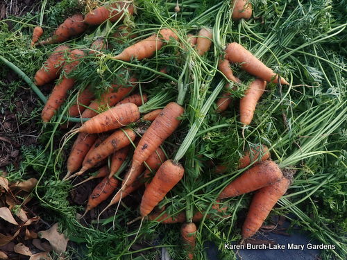 Carrot Harvest