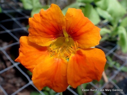 Orange Nasturtium