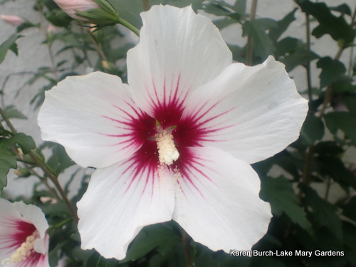 White Rose of Sharon