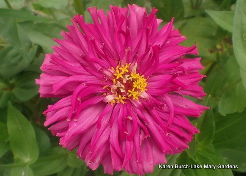 Magenta Cactus Zinnia