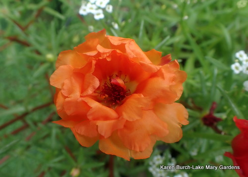Orange Moss rose