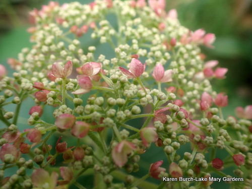 Purchased as Hydrangea Invincibelle Spirit