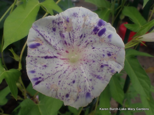 Speckled Japanese Morning Glory