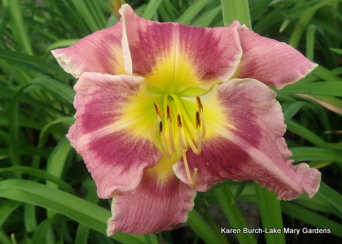 Mauve and Pink Daylily
