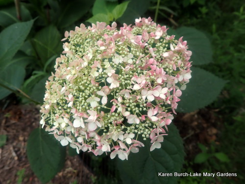 Purchased as Hydrangea Invincibelle Spirit