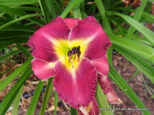 Miniature Pink and Purple Daylily