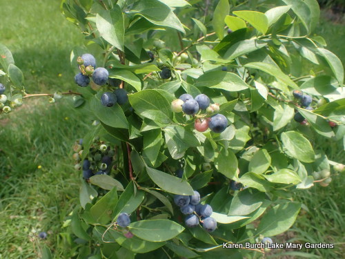 Ripe Rabbit Eye Blueberries