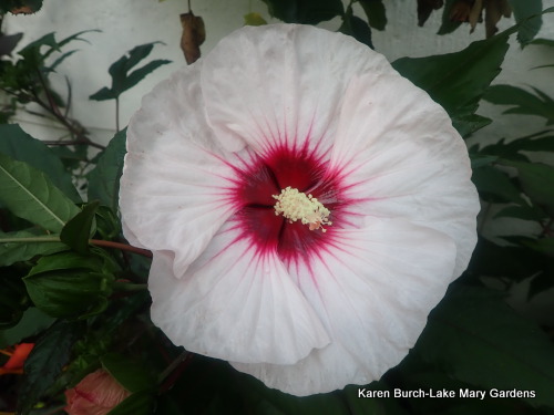 White Hardy Hibiscus Seedling