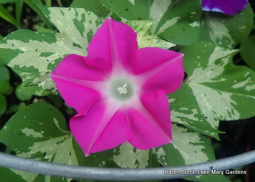 Miniature Japanese Morning glories