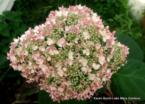 Purchased as Hydrangea Invincibelle Spirit