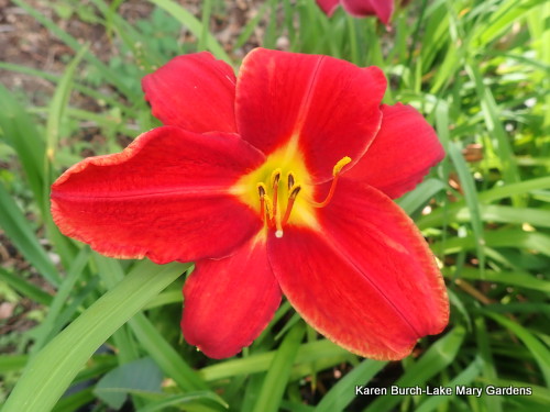 Bright red miniature daylily seedling
