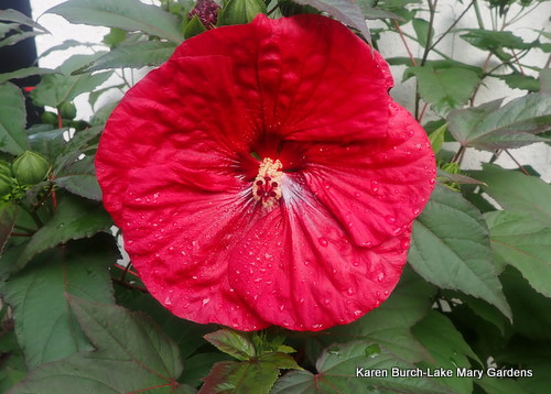 Red Hardy Hibiscus Seedling