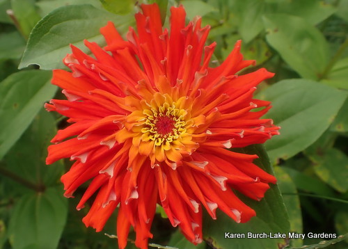 Cactus Zinnia Whirlpool looking orange