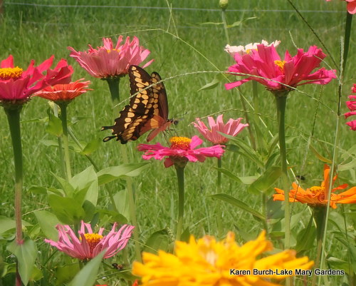 Butterflies and Cactus