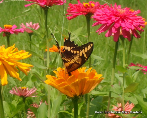 Butterflies and Cactus