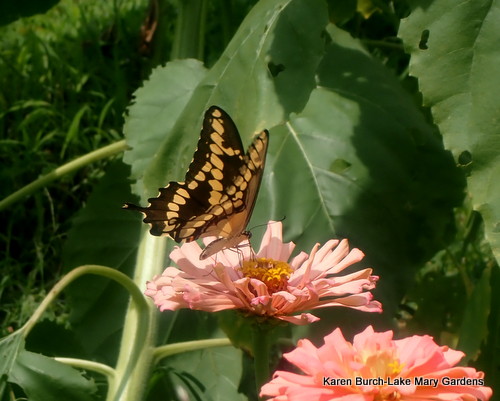 Butterflies and Cactus