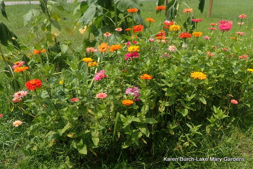 My patch of zinnias