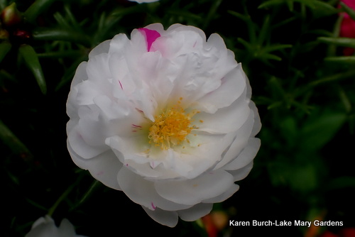 Pink and white striped moss rose