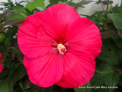 Hardy Hibiscus Seedling Dark Bright Pink