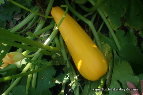 Golden zuchini