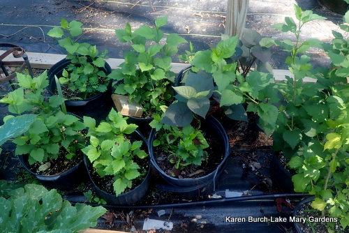 Rose of Sharon grow out