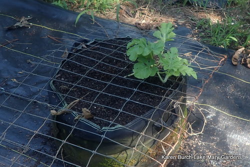 Carolina Cross Watermelon in a large container