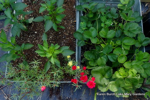 Moss Rose my favorite pollinator attractor