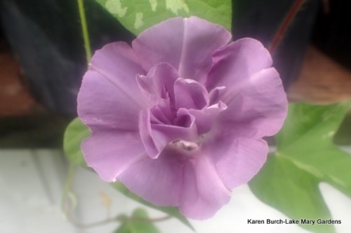 Dusky double Miniature Japanese Morning Glory