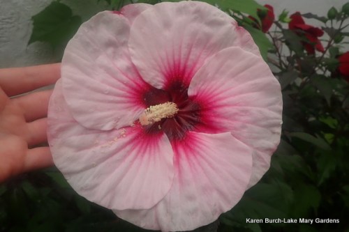 Seedling out of Perfect Storm