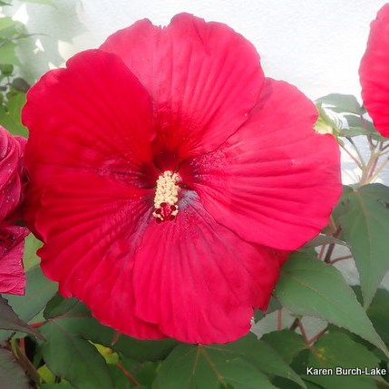 Midnight Marvel Seedling Hardy Hibiscus