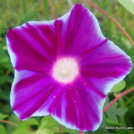 Japanese Morning Glory small flower streaked bloom