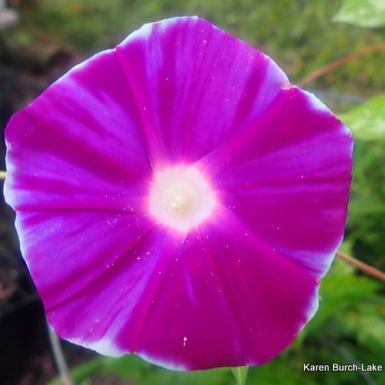 Japanese Morning Glory small flower streaked bloom