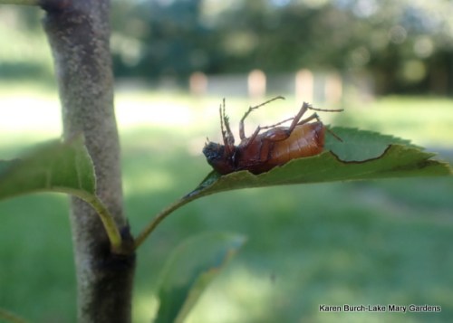 The good kind of June Bug