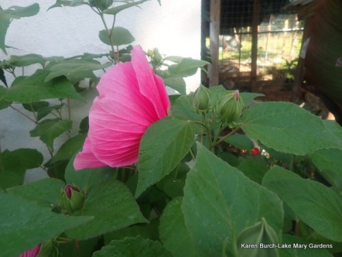 Seedling species with soft velvety leaves
