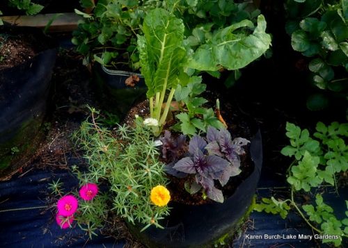 Container planting of Swiss Chard and Basil