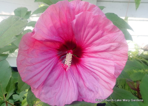 Hardy Hibiscus Berry Awesome