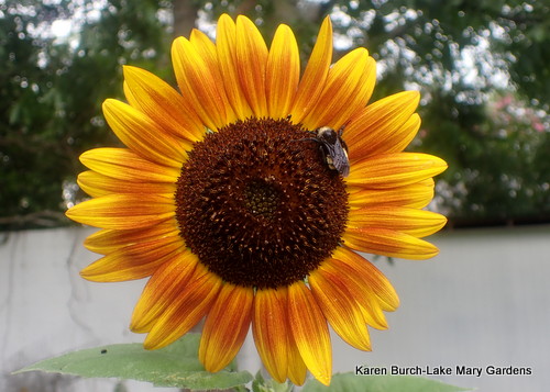 Sunflower with bee