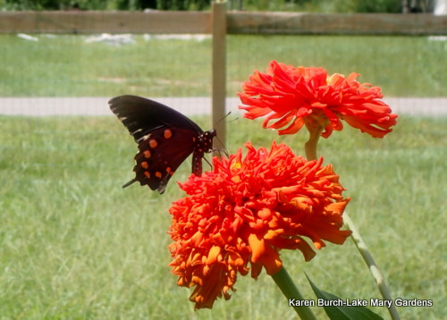 Spicebush Swallowtail