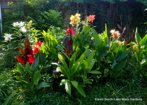Flower Garden Canna Lilies