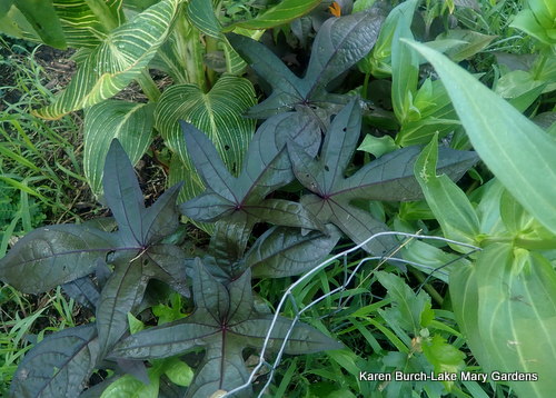 Ornamental Sweet Potato