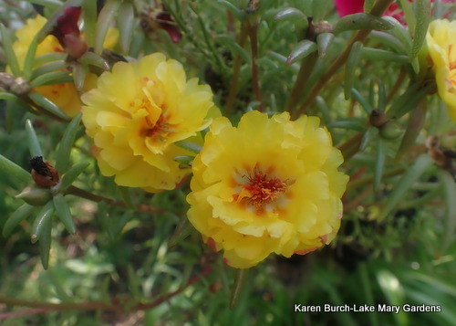 Yellow Moss rose