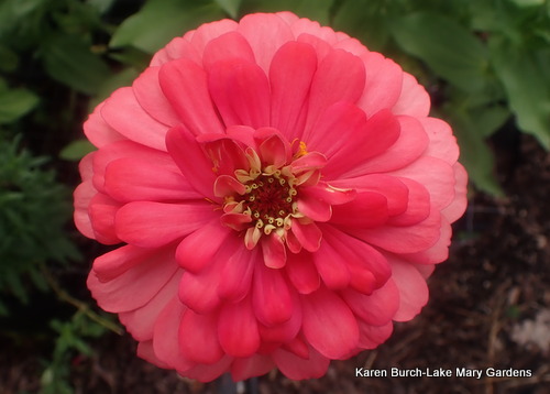 Salmon Zinnia