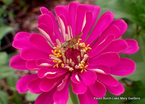 Skipper Moth on Pink Zinnia